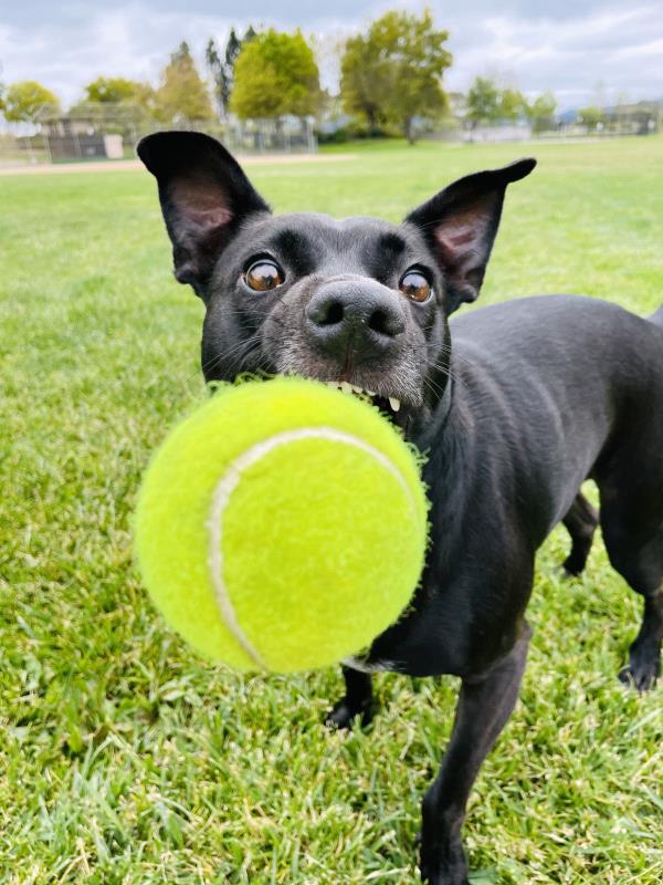 /Images/uploads/The Santa Fe New Mexican/santafepetcontest/entries/34040thumb.jpg